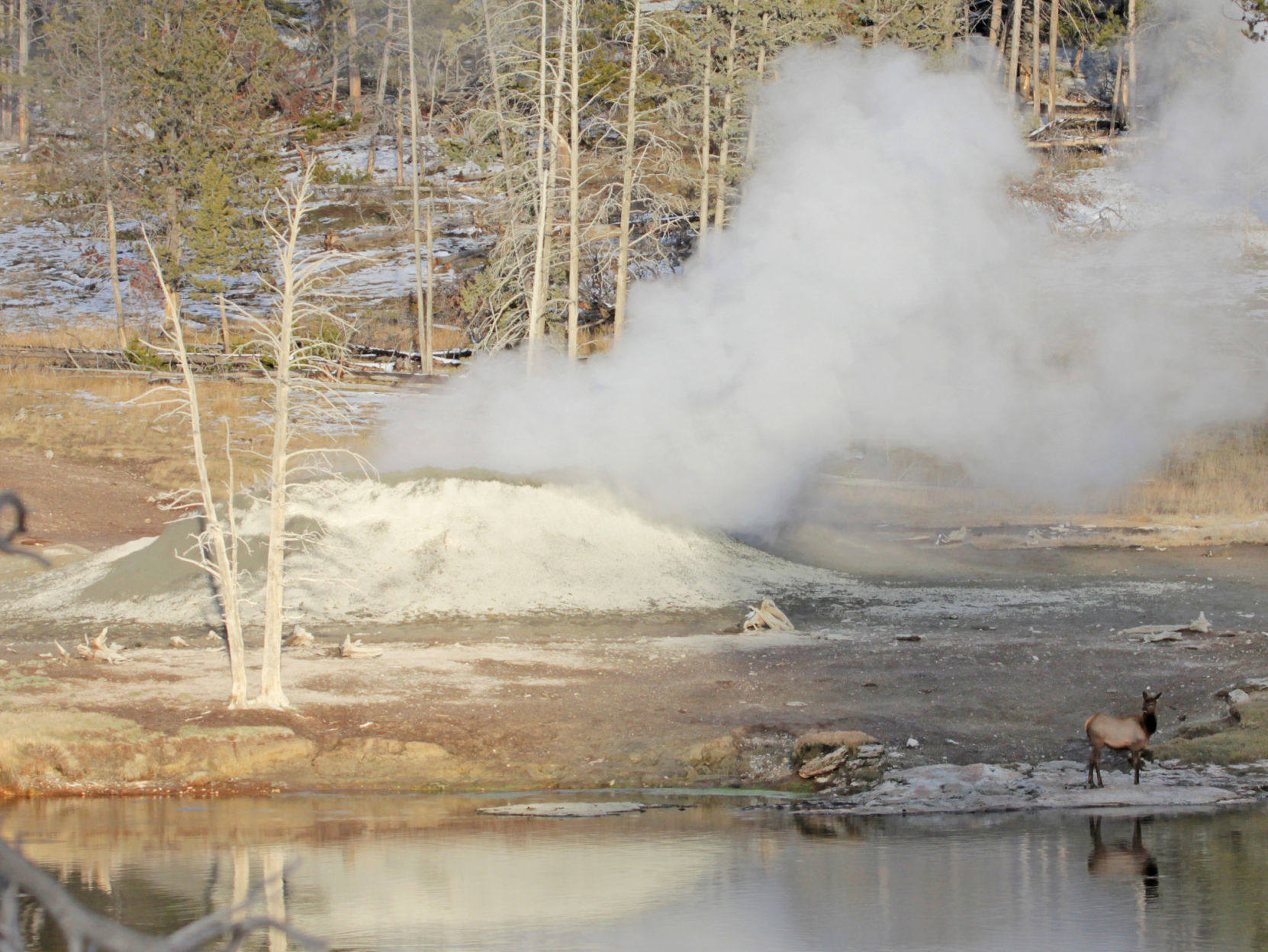 Mudpot and elk